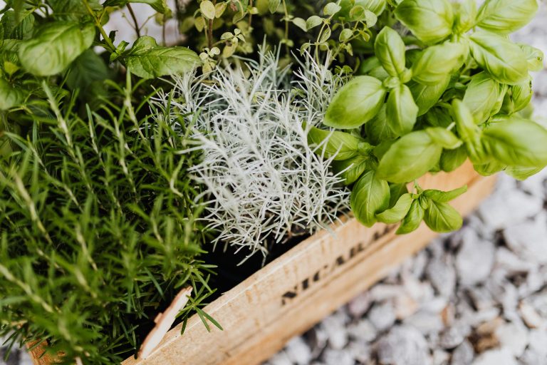 Comment Conserver le Thym Frais : Techniques et Astuces pour Une Herbe Aromatique Durable